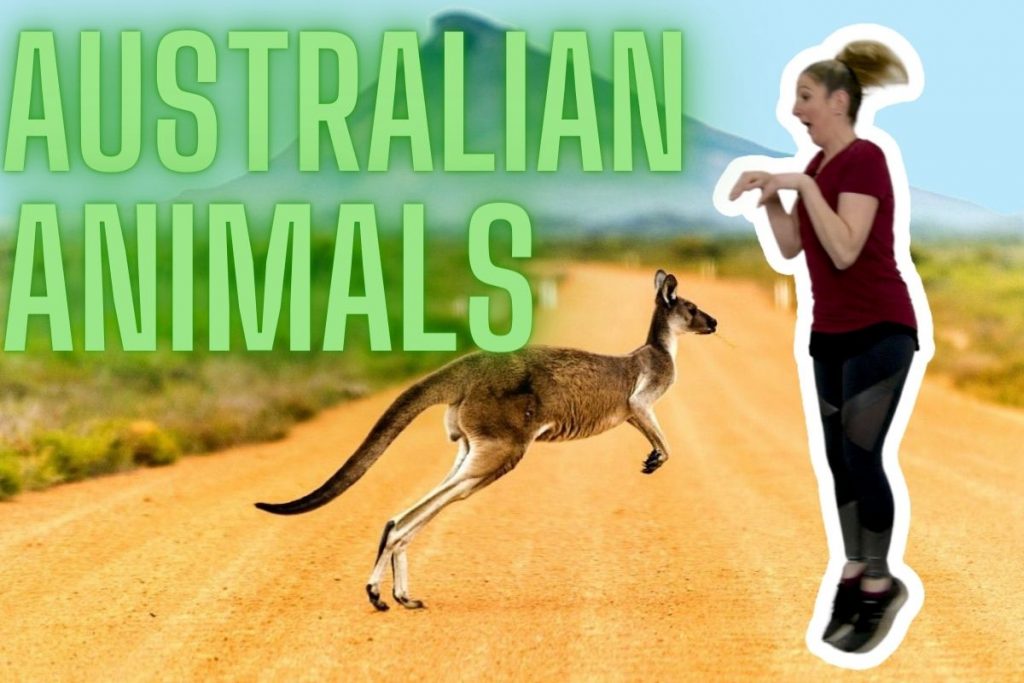 picture of kangaroo and dance Mom doing kangaroo dance with title Australian Animals